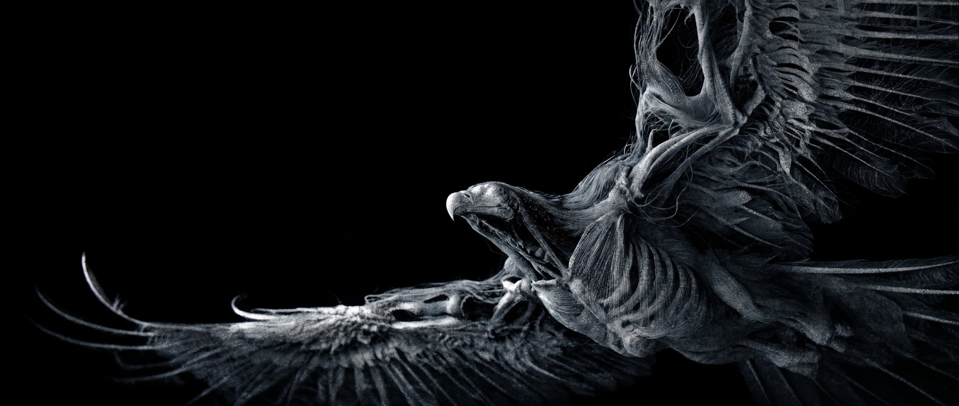 Layered avian structure study